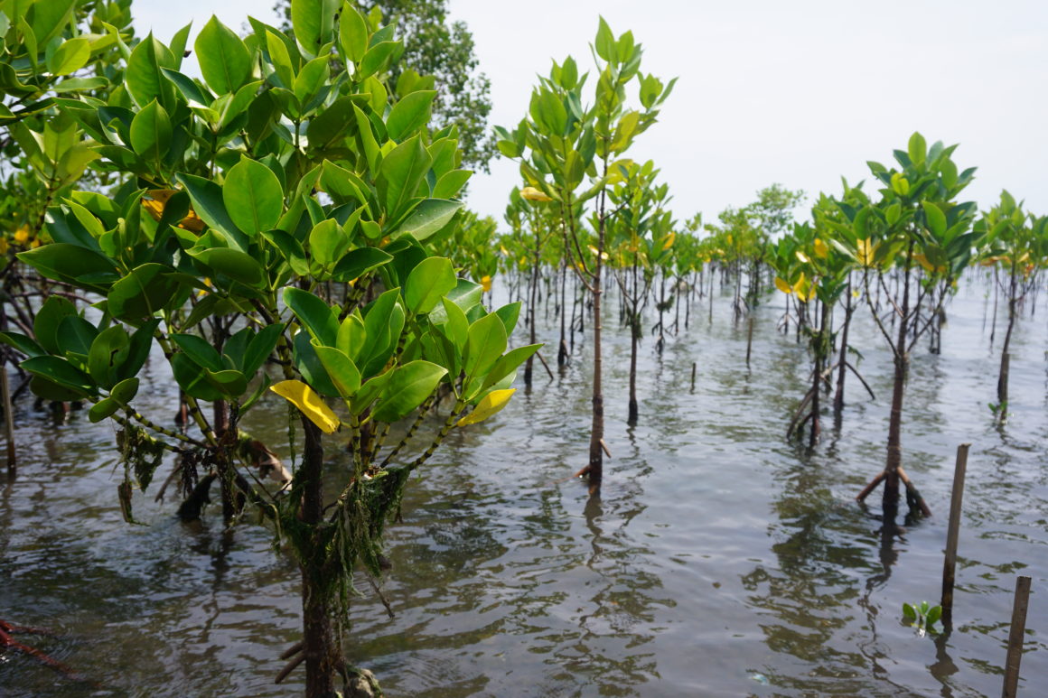 What mangroves mean to the people of Salay, Mindanao: A perception survey to gather insights into the knowledge, attitudes and needs of the local community