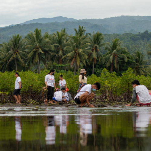 Salay mangrove restoration