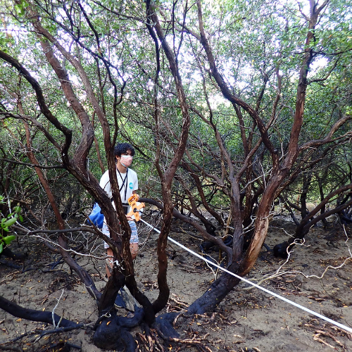 citizen science mangroves assessment