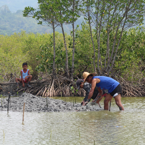 La Union mangrove restoration
