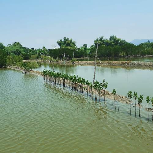 La Union mangrove restoration saplings