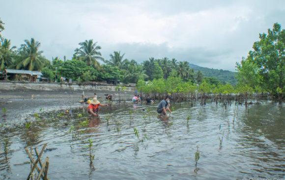 107-535-1-860x575 Mangrove Restoration in Northern Mindanao and La Union