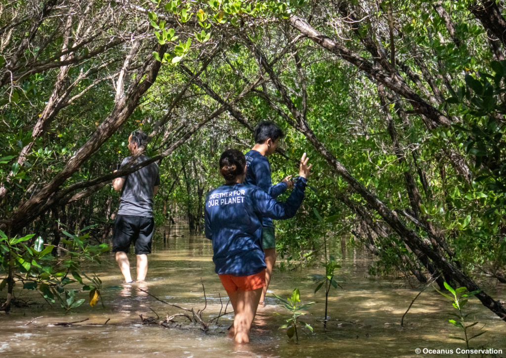 philippine mangroves