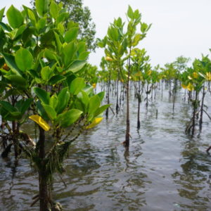 What mangroves mean to the people of Salay, Mindanao: A perception survey to gather insights into the knowledge, attitudes and needs of the local community