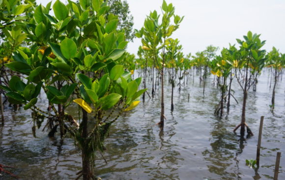What mangroves mean to the people of Salay, Mindanao: A perception survey to gather insights into the knowledge, attitudes and needs of the local community