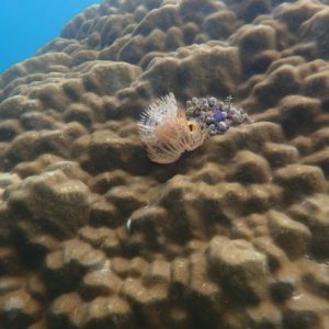 Smart Buoy for Coral Reef Health