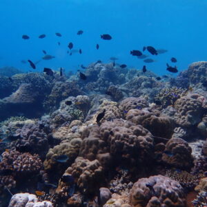 Citizen Science Coral Reef Monitoring