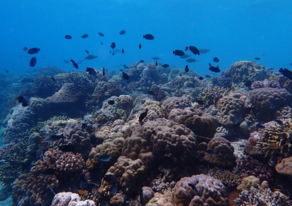 Citizen Science Coral Reef Monitoring