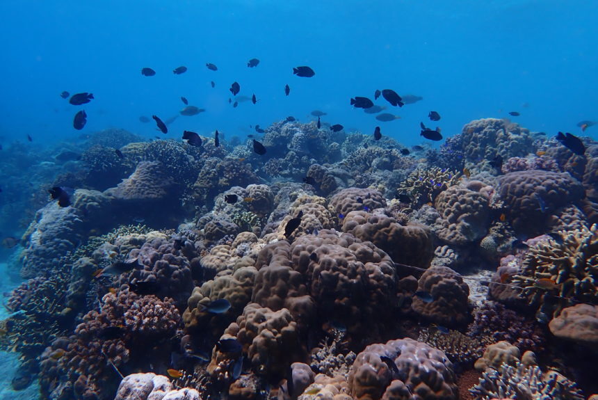 Citizen Science Coral Reef Monitoring