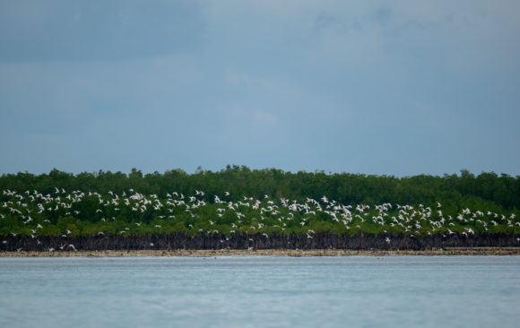 Flying for Hope: Towards Migratory Birds Conservation