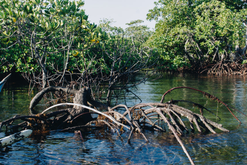 Project Update: Prioritizing Conservation Efforts in Busuanga, Palawan