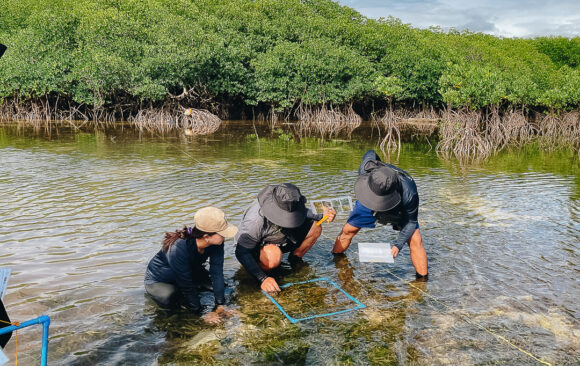 Project MaSANAYAN community partners assess seagrass